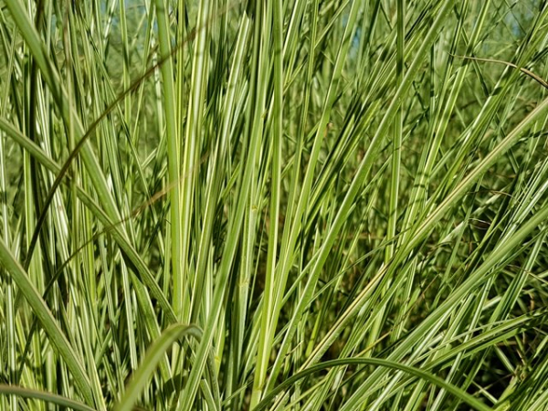 Miscanthus sinensis Morning Light